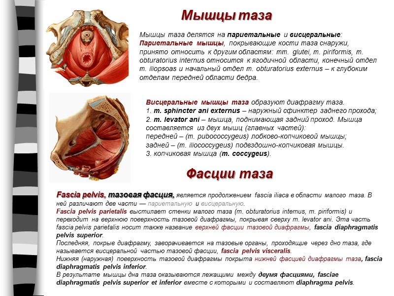 Мышцы таза Мышцы таза делятся на париетальные и висцеральные: Париетальные мышцы, покрывающие кости таза